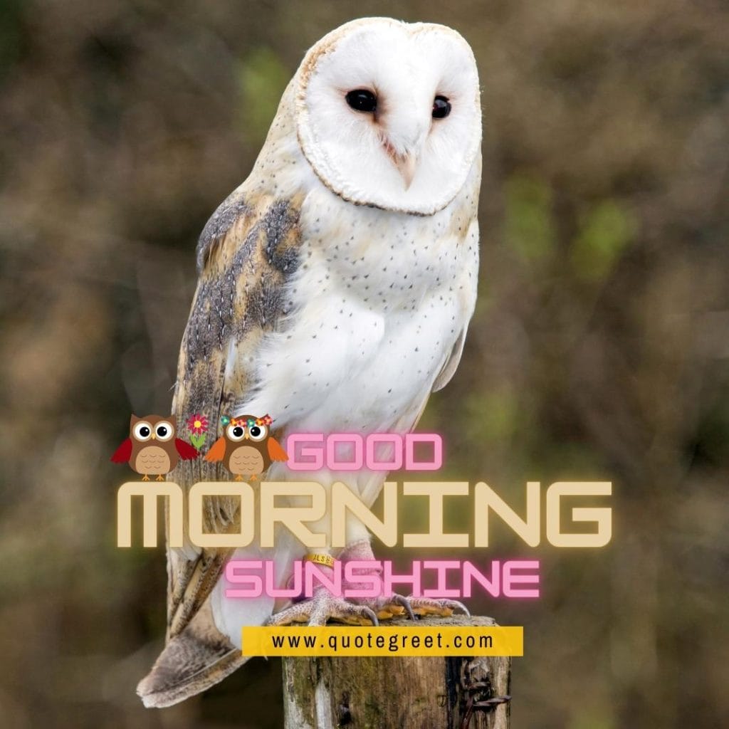 good-morning-sunshine-cute-owl-sitting-on-tree-branch-nature-bird