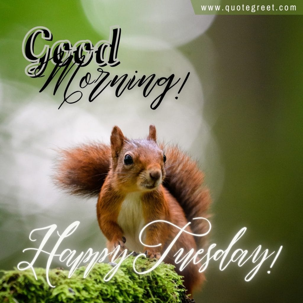 good-morning-happy-tuesday-squirrel-cute-green-nature-image-picture-pic-photo-gud-wish-message-blessings