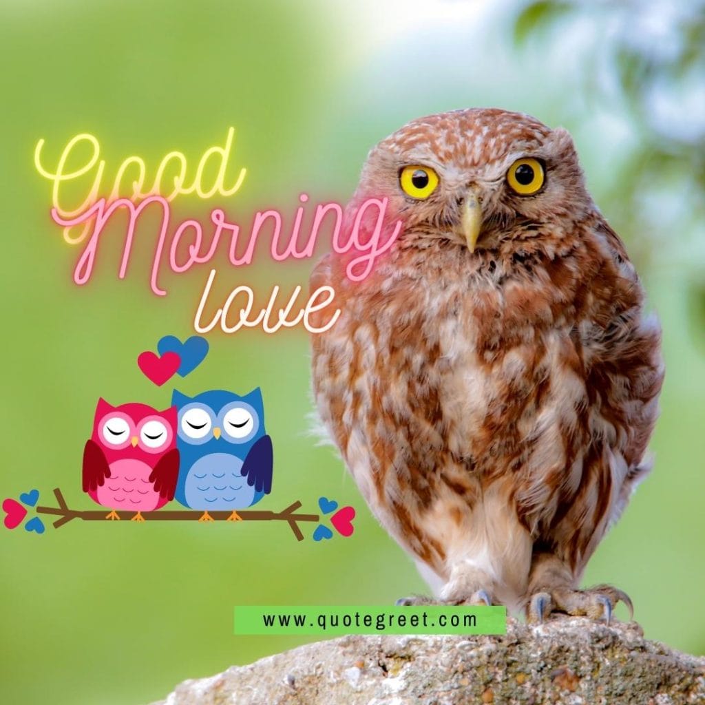 good-morning-love-cute-owl-sitting-on-tree-branch-nature-bird