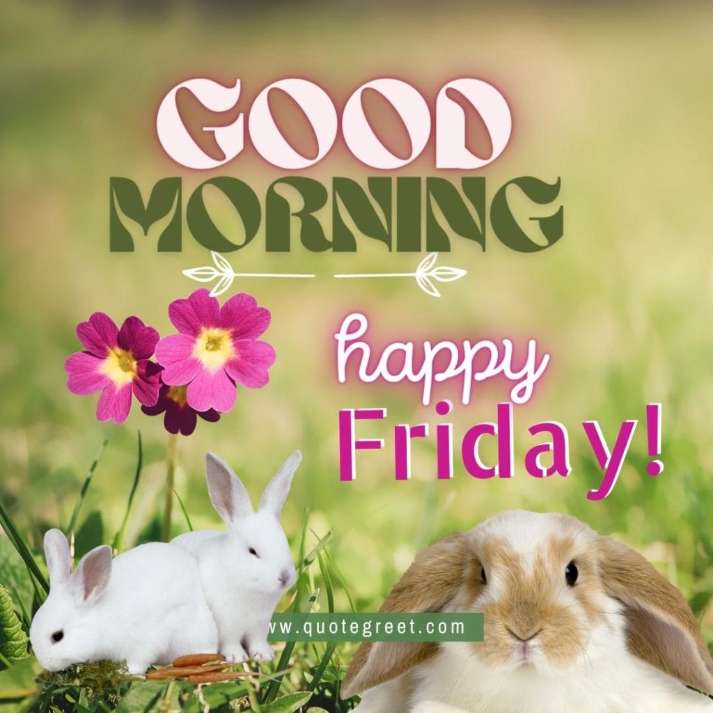 rabbit-good-morning-happy-friday-bunny-image-pic-gud-wishes-bunnies-rabit