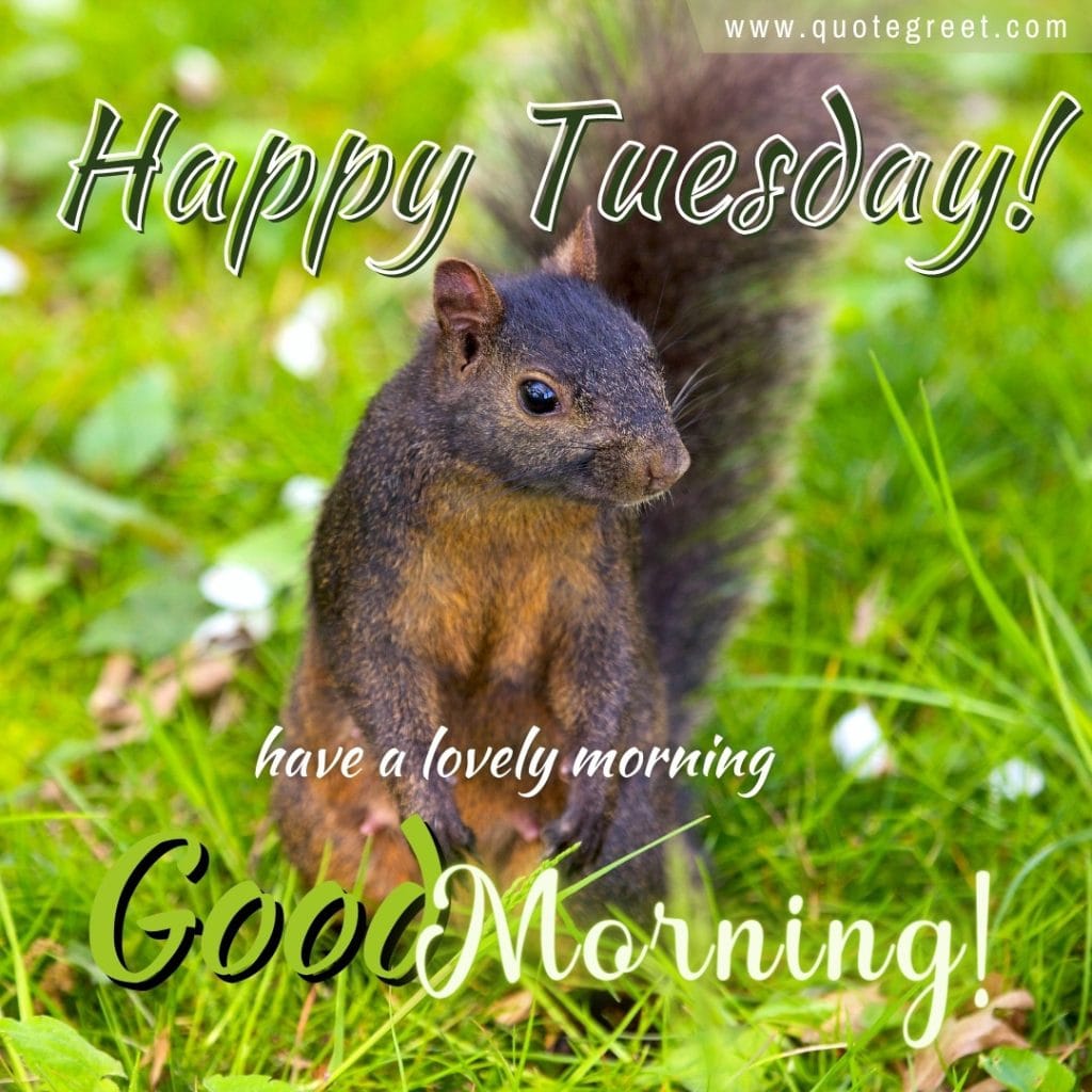 good-morning-happy-tuesday-squirrel-image-nature-green-grass-picture-pic-photo-gud-wish-message-blessings