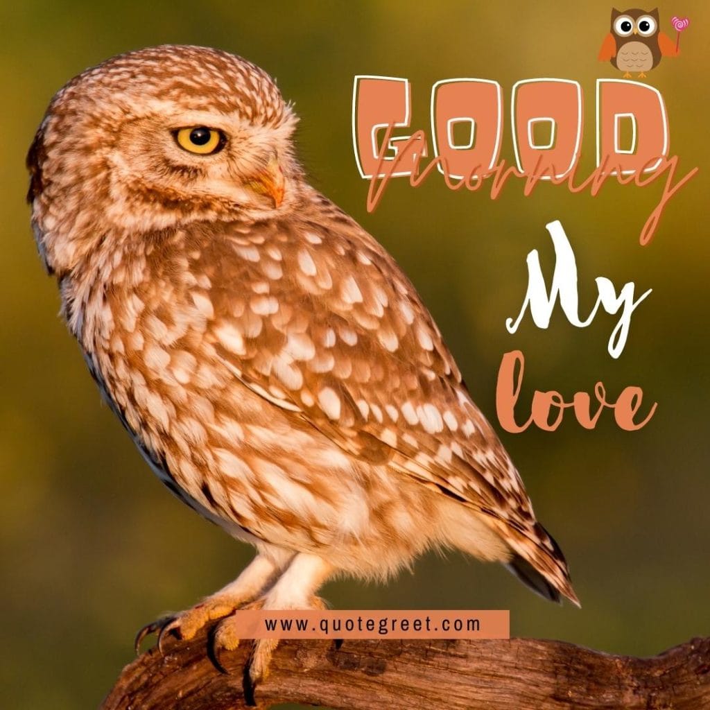 good-morning-my-love-cute-owl-sitting-on-tree-branch-nature-bird