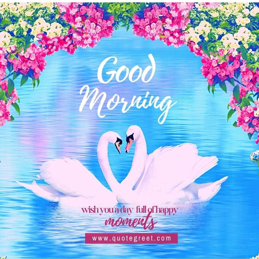 -beautiful-good-morning-image-with-two-swans-white-swan-water-lake-river-tree-pic-gud