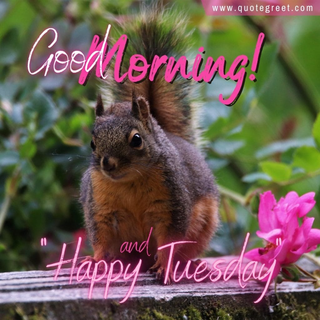 good-morning-happy-tuesday-squirrel-pink-flower-nature-image-picture-pic-photo-gud-wish-message-blessings