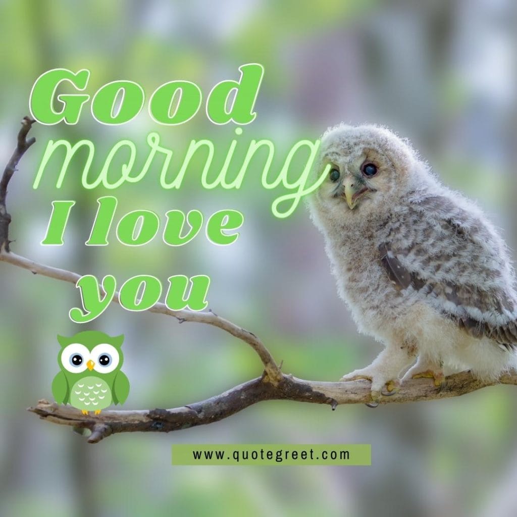 good-morning-i-love-you-cute-owl-sitting-on-tree-branch-nature-bird