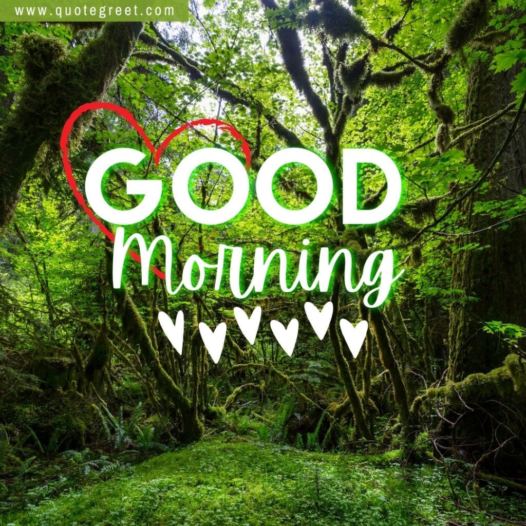 good-morning-rain-forest-image-nature-natural-scenery-scenic-pic-picture-gud