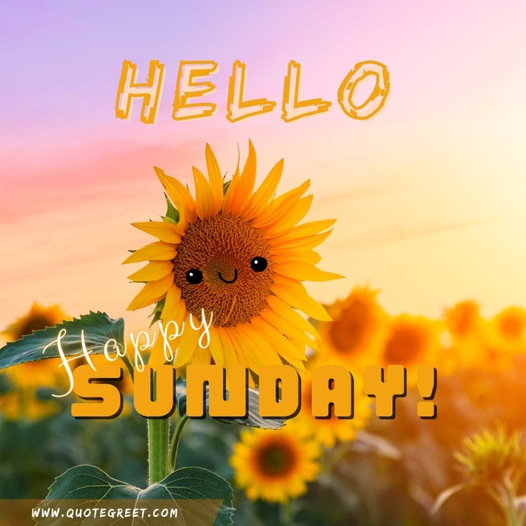 hello-happy-sunday-sunflower-garden-beautiful-cute-smile-image-pic-picture-photo