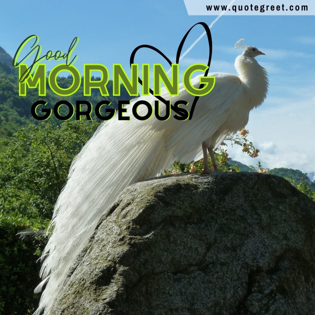 good-morning-gorgeous-white-peacock-beautiful-nature-birds-image-pic-gud-picture-photo