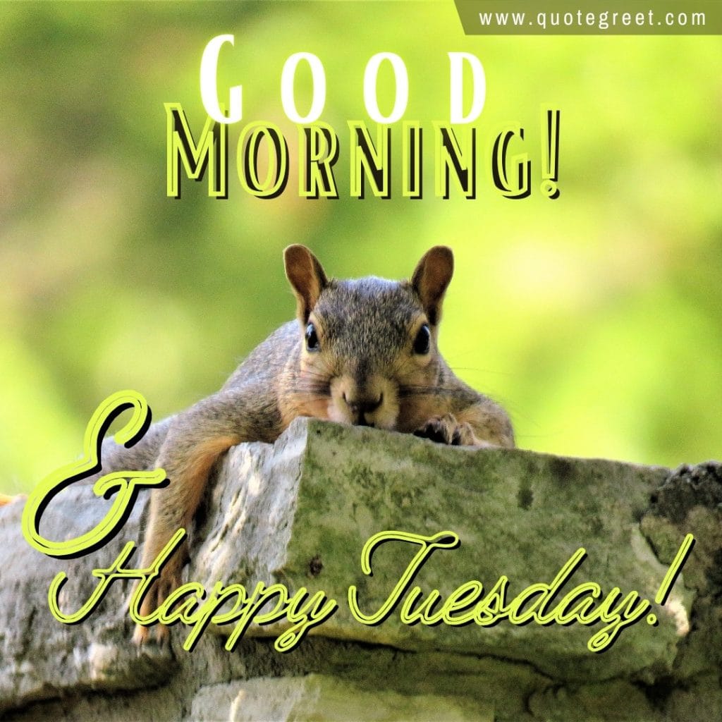 good-morning-happy-tuesday-tired-squirrel-image-picture-pic-photo-gud-wish-message-blessings