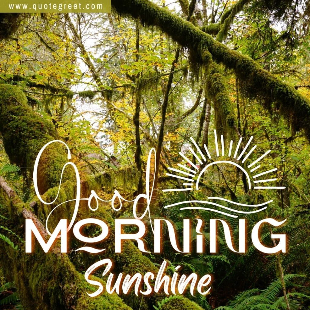 good-morning-sunshine-with-forest-image-trees-greenery-green-nature-natural-scenery-scenic-pic-picture-gud-jungle-wild-wilderness