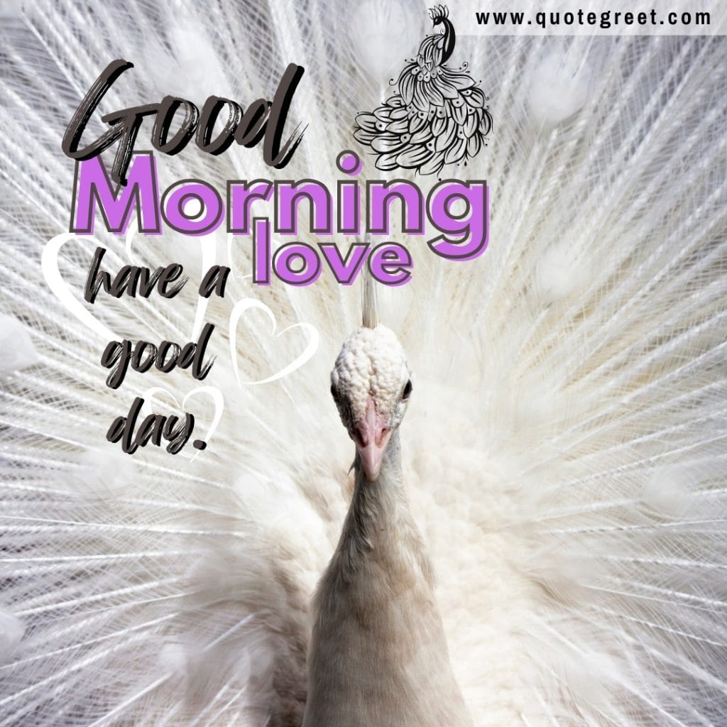 beautiful-white-peacock=good-morning-wishes-nature-birds-image-pic-gud-picture-photo