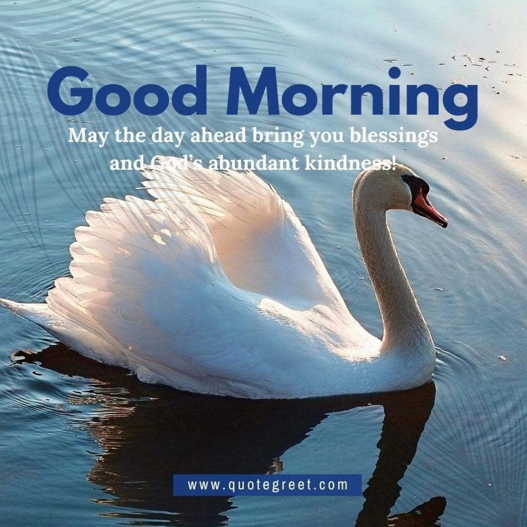 cute-white-swan-heart-good-morning-river-lake-water-sunrise-nature-pic-gud