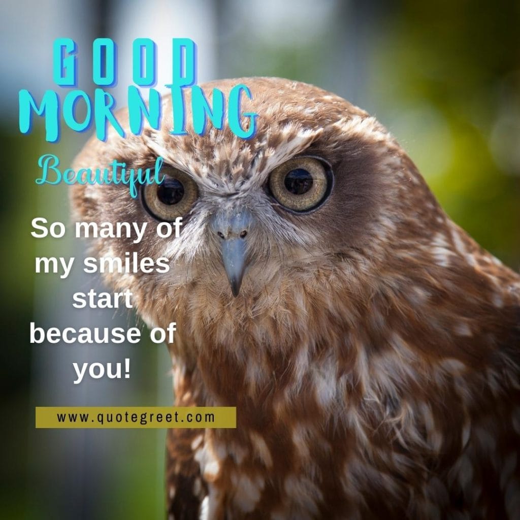 good-morning-beautiful-cute-owl-snature-bird