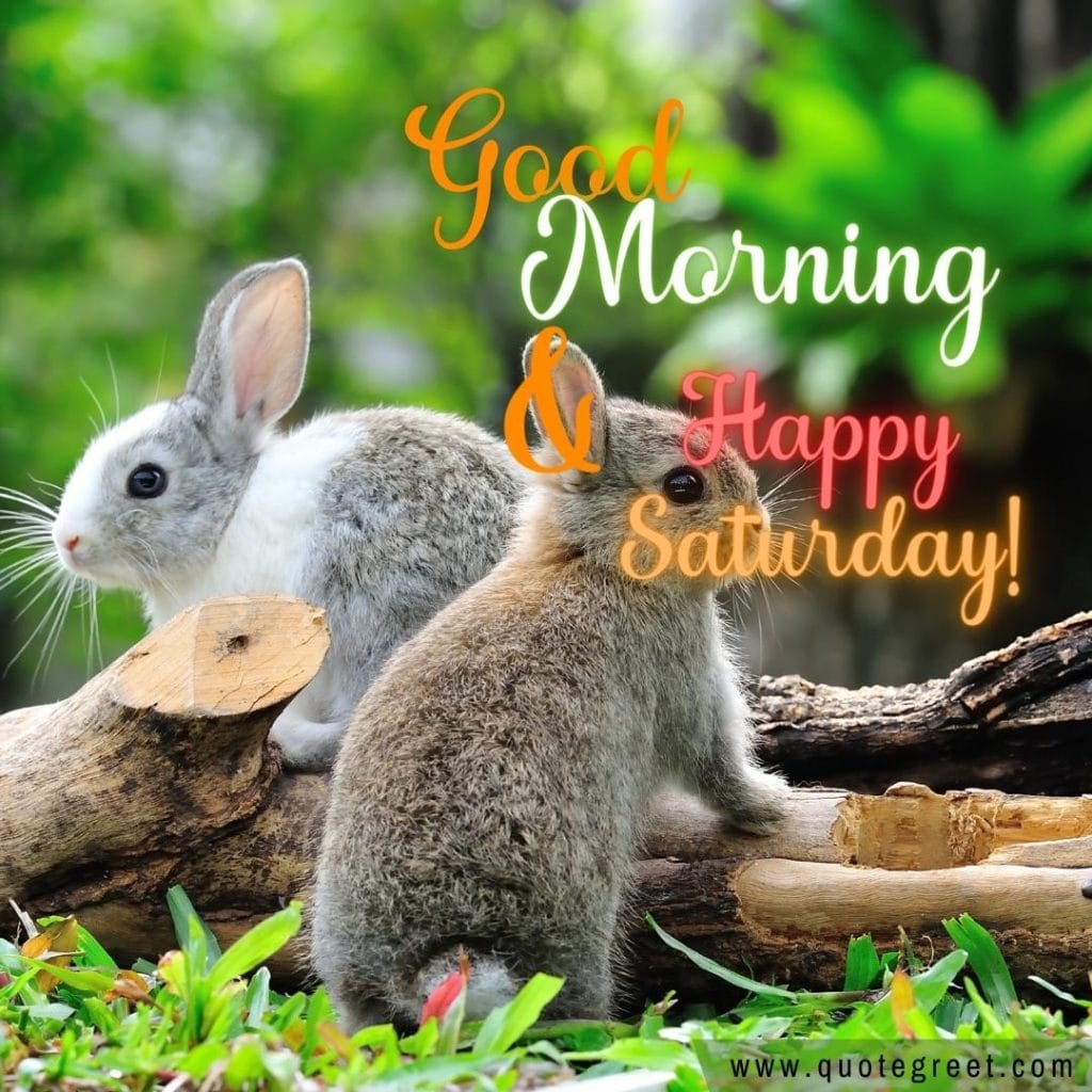 rabbit-good-morning-happy-saturday-bunny-image-pic-gud-wishes-bunnies-rabit