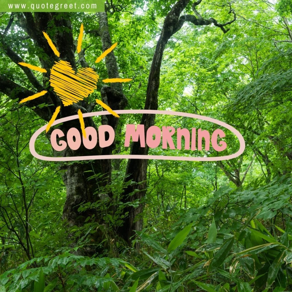 forest-image-with-good-morning-cute-trees-greenery-green-nature-natural-scenery-scenic-pic-picture-gud-jungle-wild-wilderness