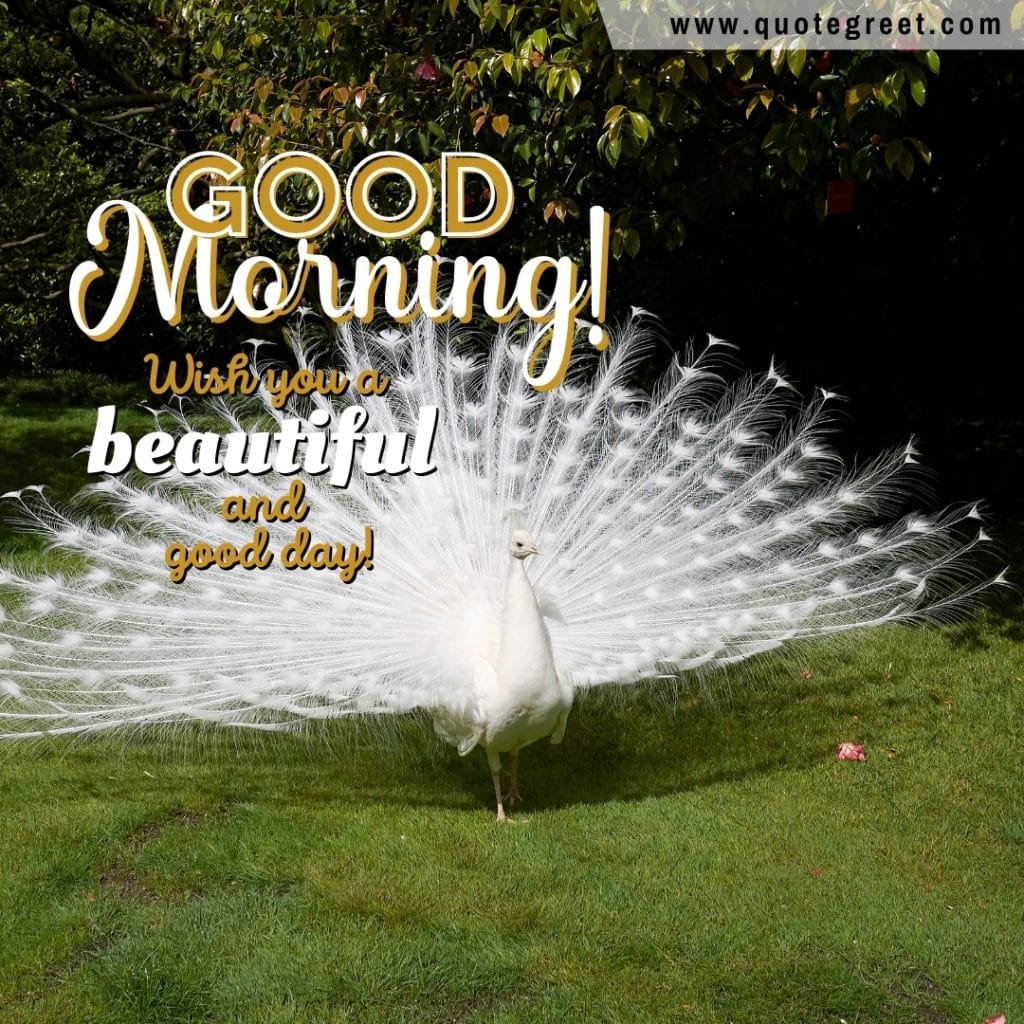 good-morningd-beautiful-day-white-peacock-nature-birds-image-pic-gud-picture-photo