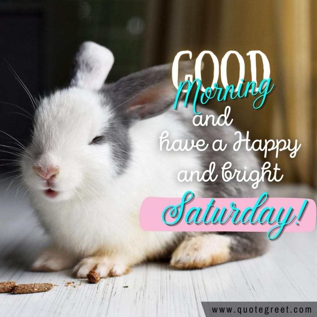 rabbit-good-morning-happy-saturday-bunny-image-pic-gud-wishes-bunnies-rabit