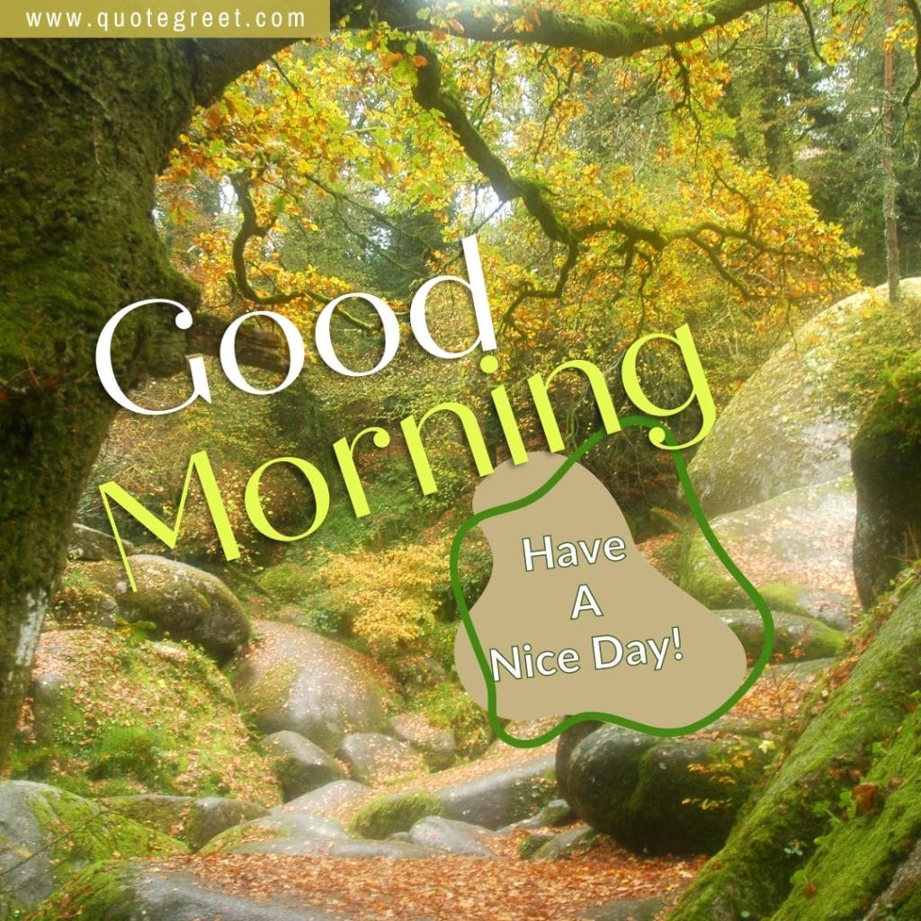 eautiful-good-morning-forest-image-nature-have-a-nice-day-tree-deep