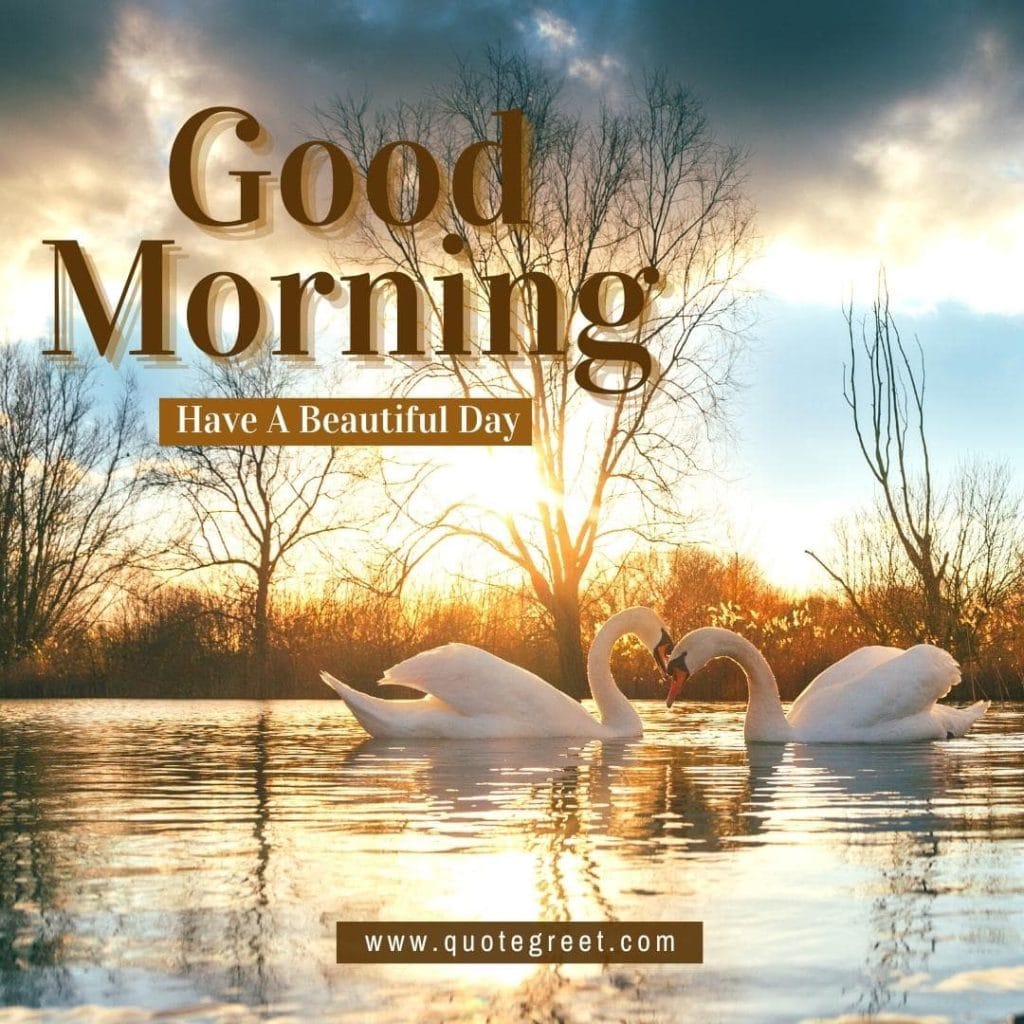 beautiful-good-morning-image-with-two-swans-white-swan-sunrise-nature-water-lake-river-tree-swan-pic-gud