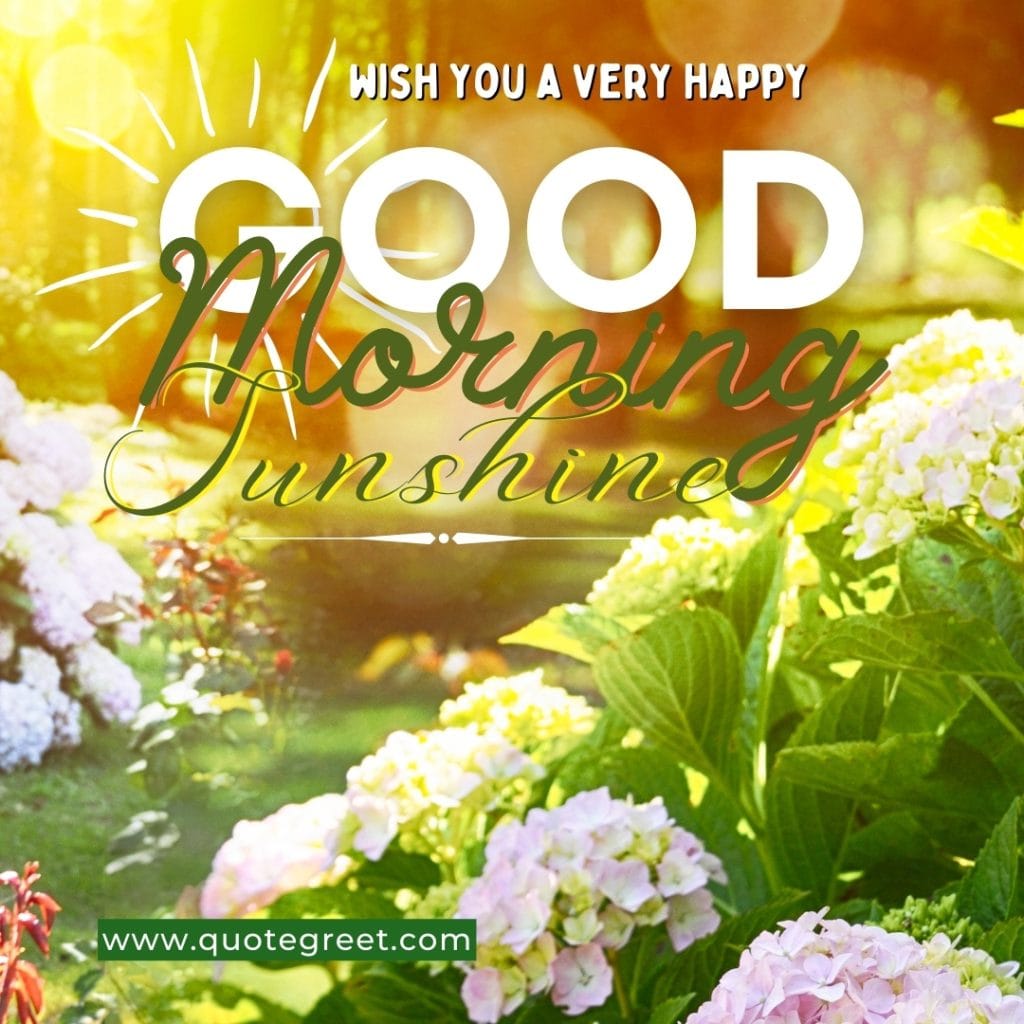 good-morning-sunshine-beautiful-garden-flowers-sunrise-nature-natural-pic-gud-image-photo-picture