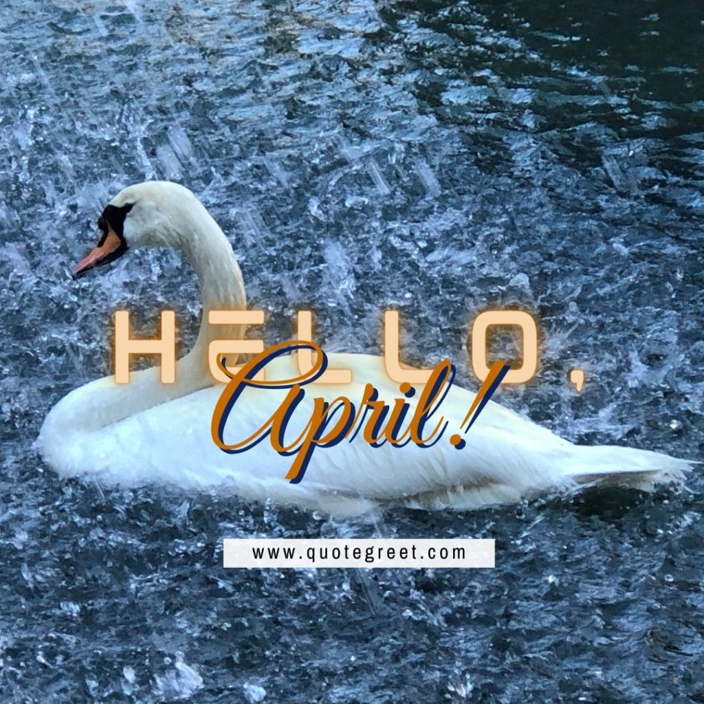 hello-april-rain-image-with-swan-white-cute-amazing-image-picture-pic-photo