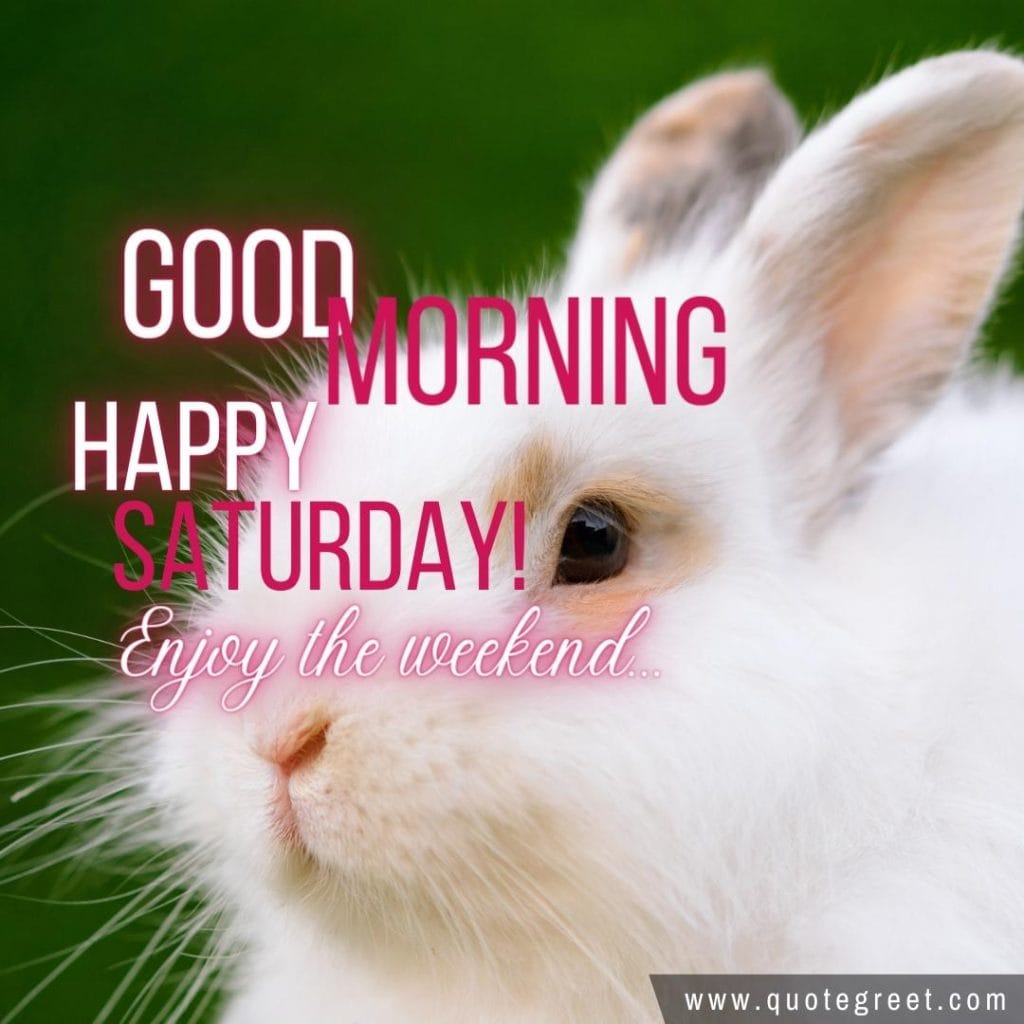 rabbit-good-morning-happy-saturday-bunny-image-pic-gud-wishes-bunnies-rabit