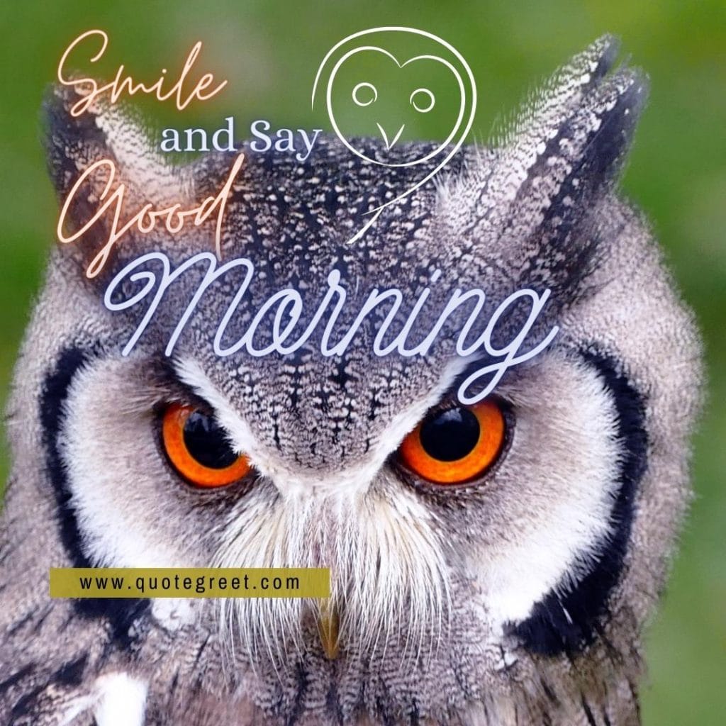 good-morning-cute-owl-nature-bird