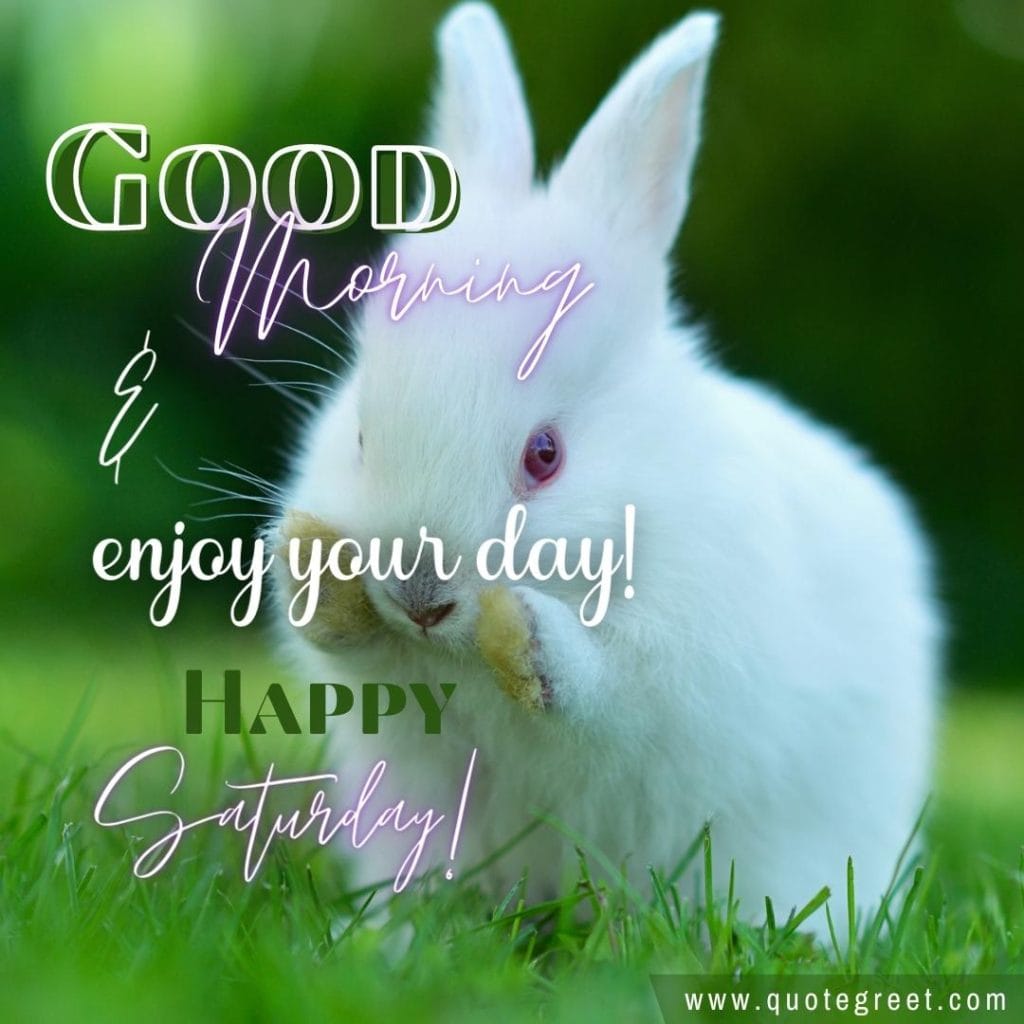 rabbit-good-morning-happy-saturday-bunny-image-pic-gud-wishes-bunnies-rabit-white.