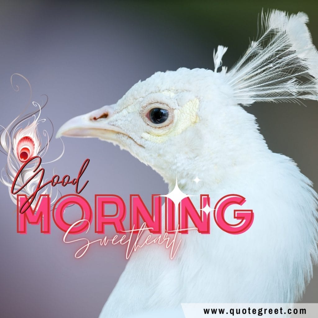 cute-white-peacock-good-morning-sweetheart-nature-birds-image-hd-pic-gud-picture-photo