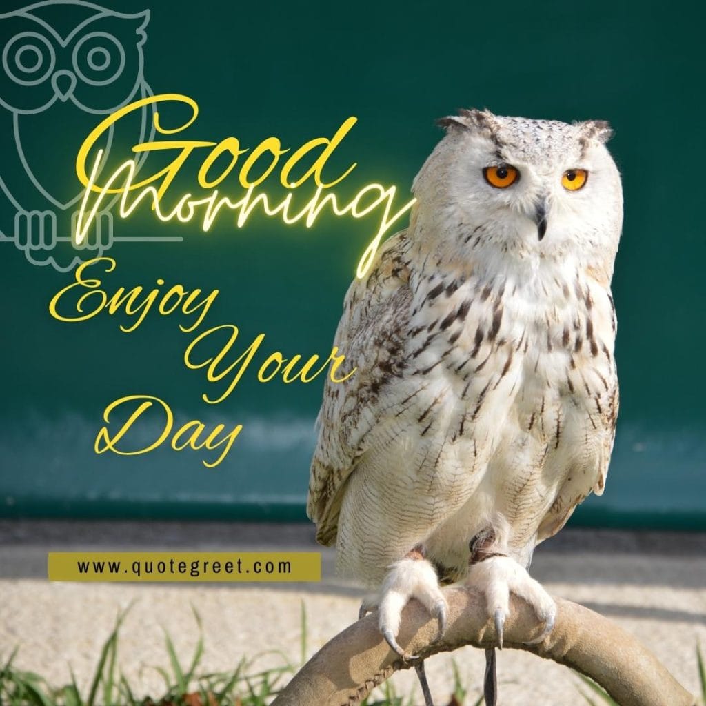 good-morning-cute-owl-bird