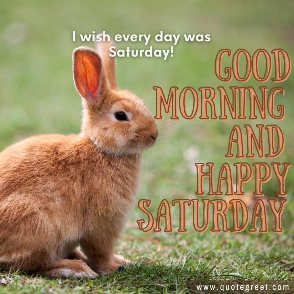 rabbit-good-morning-happy-saturday-bunny-image-pic-gud-wishes-bunnies-rabit-brown