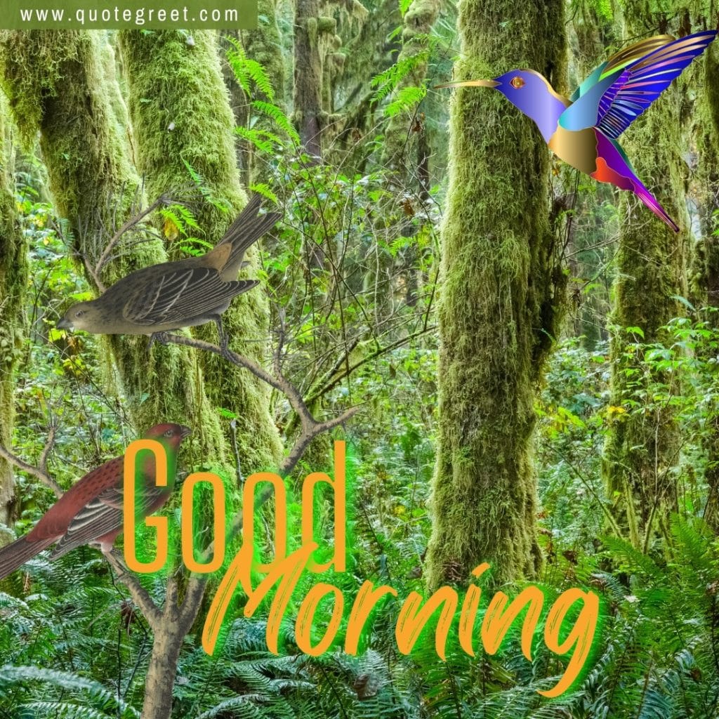 rain-forest-image-with-good-morning-cute-trees-greenery-green-birds-deep-nature-natural-scenery-scenic-pic-picture-gud