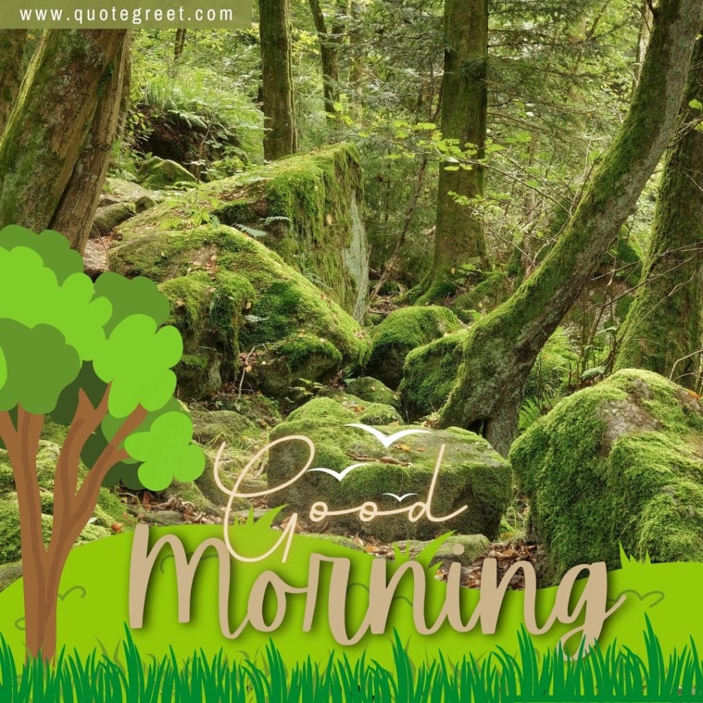 forest-image-with-good-morning-cute-trees-greenery-green-beautiful-nature-natural-scenery-scenic-pic-picture-gud-jungle-wild-wilderness