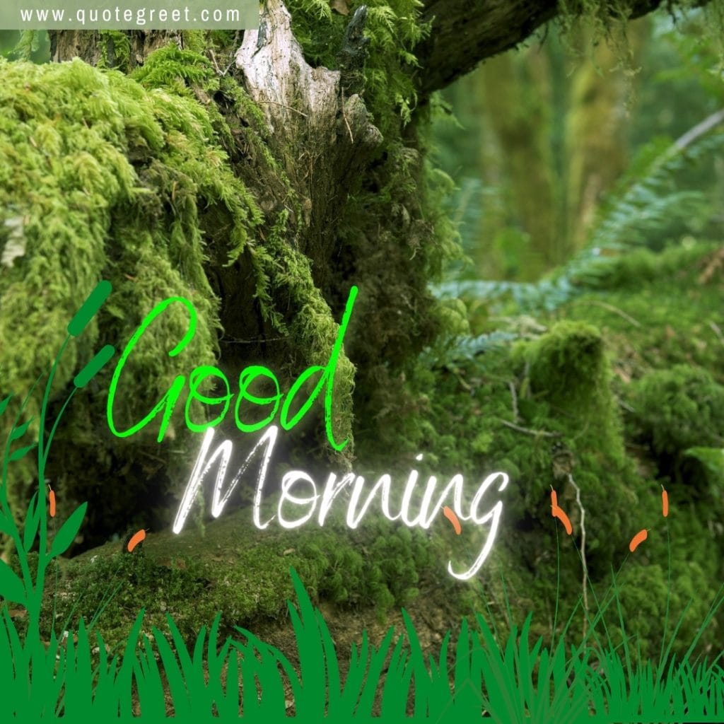 rain-forest-image-with-good-morning-cute-trees-greenery-green-nature-natural-scenery-scenic-pic-picture-gud