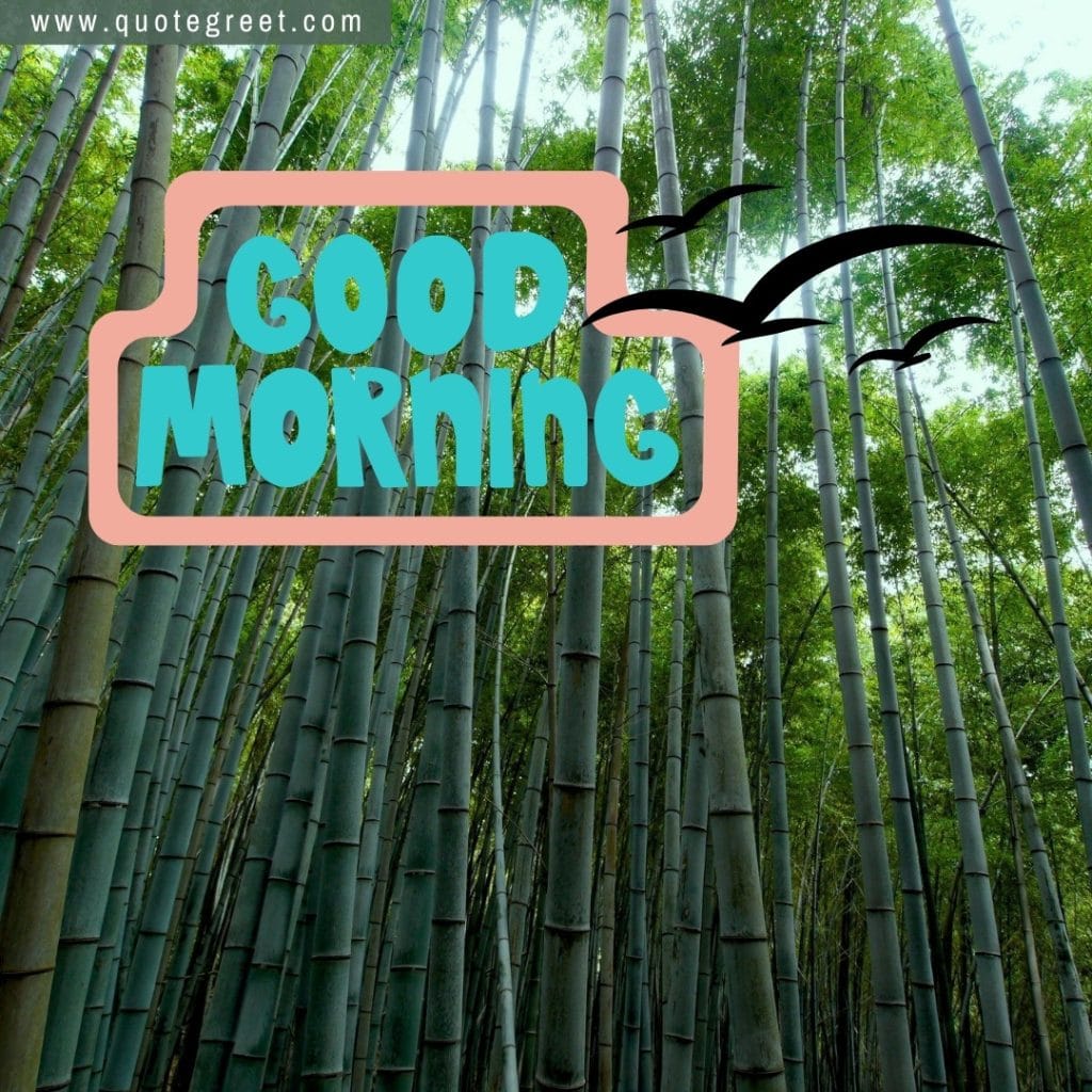 bamboo-forest-image-with-good-morning-cute-trees-greenery-green-nature-natural-scenery-scenic-pic-picture-gud-jungle-wild-wilderness