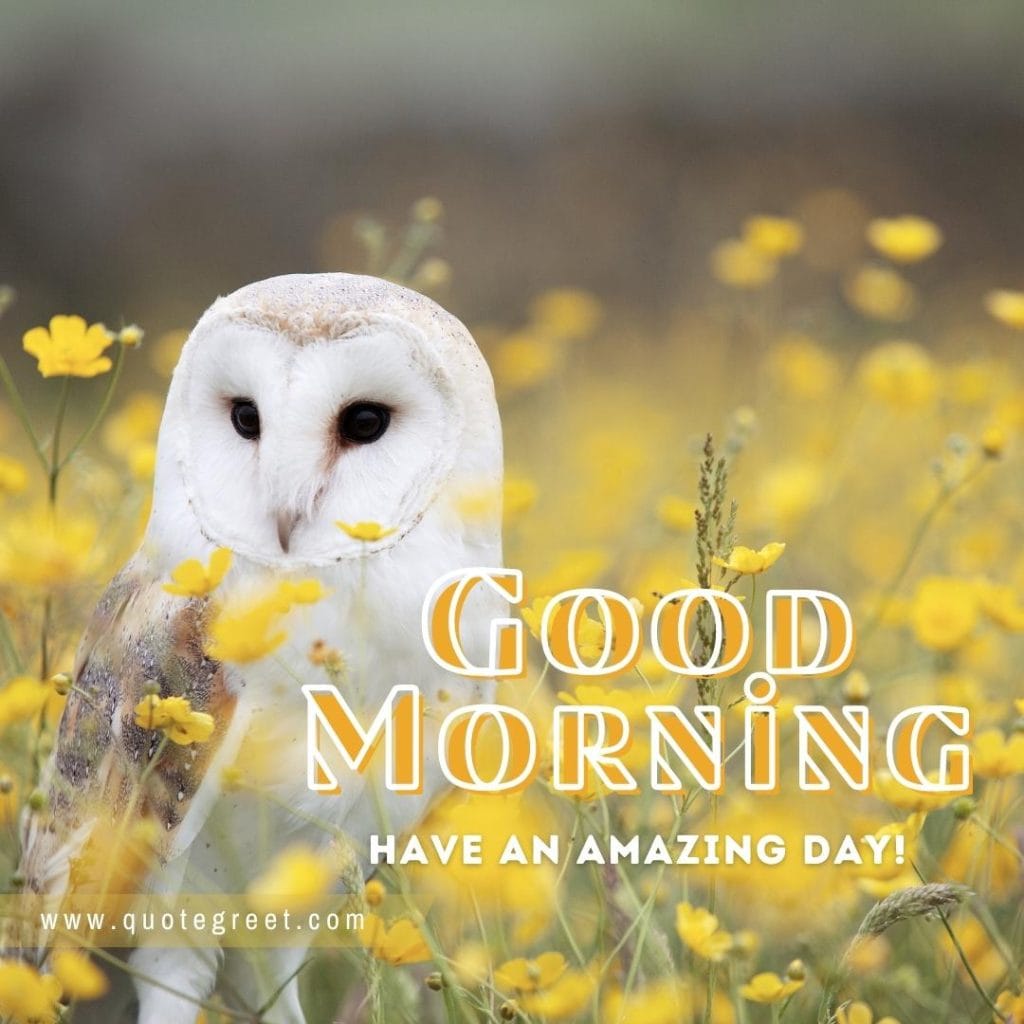 beautiful-good-morning-owl-image-bird-flower-yellow-flowers-garden-white-brown-owl-nature-natural