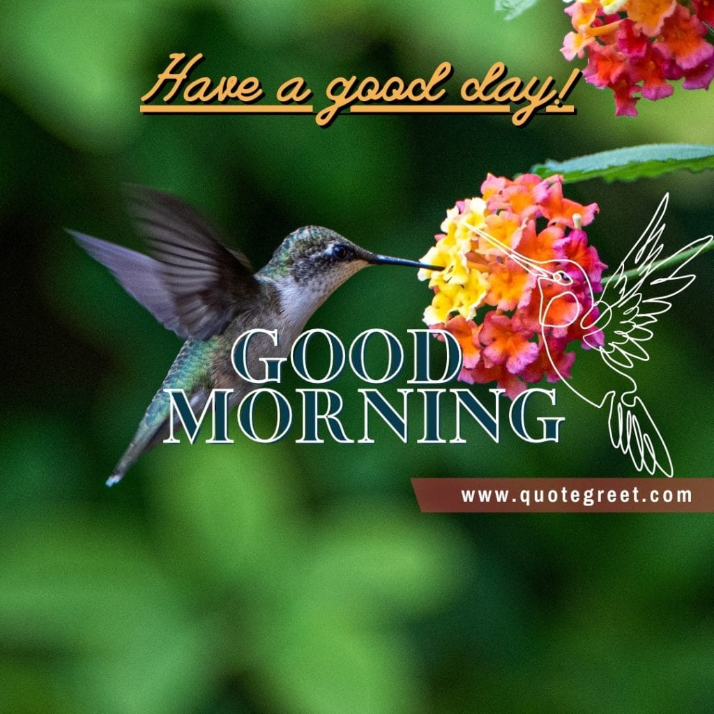 beautiful-hummingbird-flower-good-morning-have-a-good-day-nature-bird-picture-pic-photo-image-nature