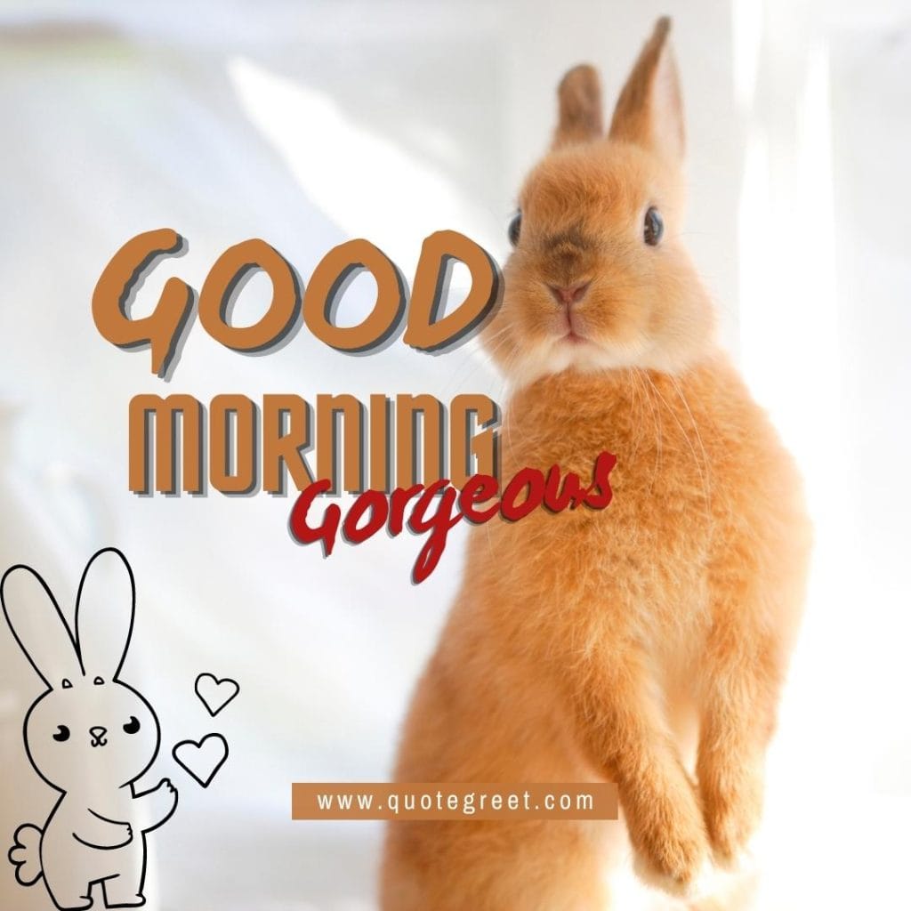 cute-brown-rabbit-good-morning-gorgeous-bunny