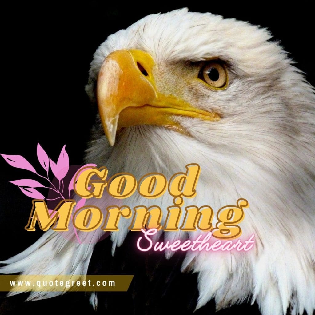 cute-eagle-good-morning-sweetheart-maginificient-image-pic-gud-picture-photo