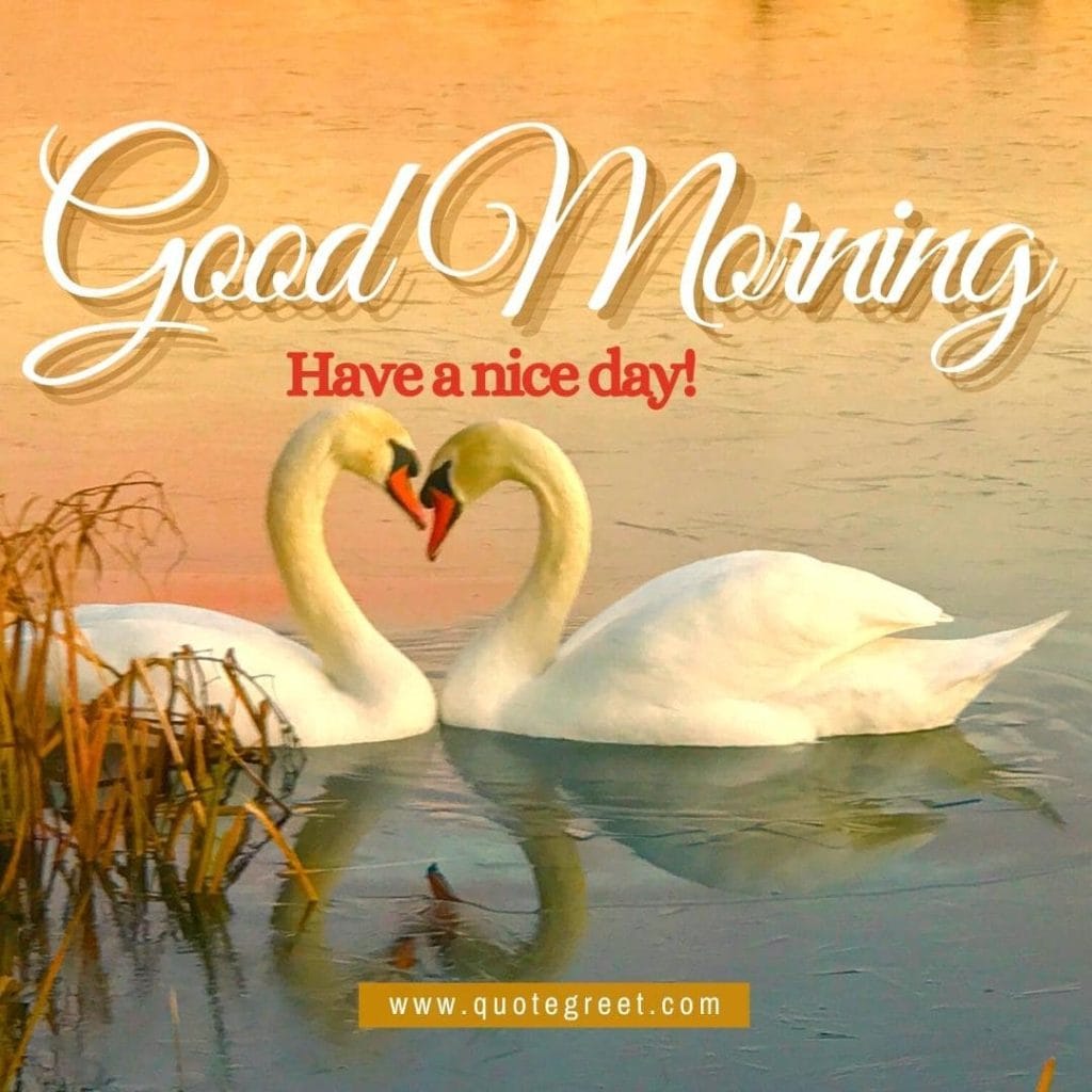 cute-two-white-swans-heart-good-morning-have-a-nice-day-river-lake-water-sunrise-nature-swan-pic-gud