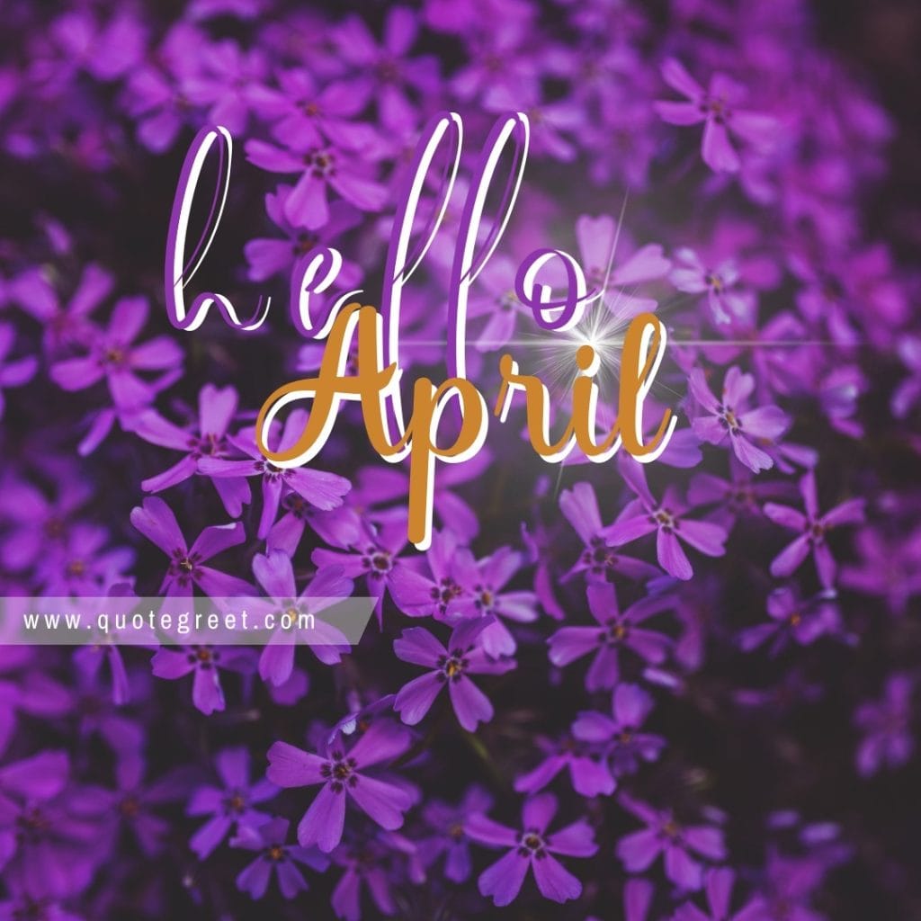 purple-hello-april-flowers-cute-amazing-image-picture-pic-photo