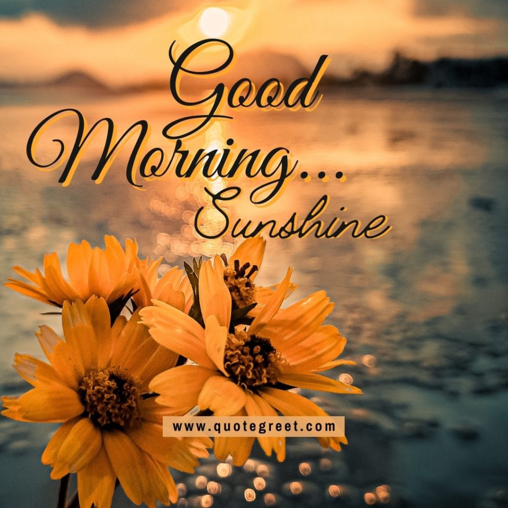 good-moring-sunshine-sunrise-daisies-yellow-flower-nature-natural-landscape-pic-gud-image-picture-photo