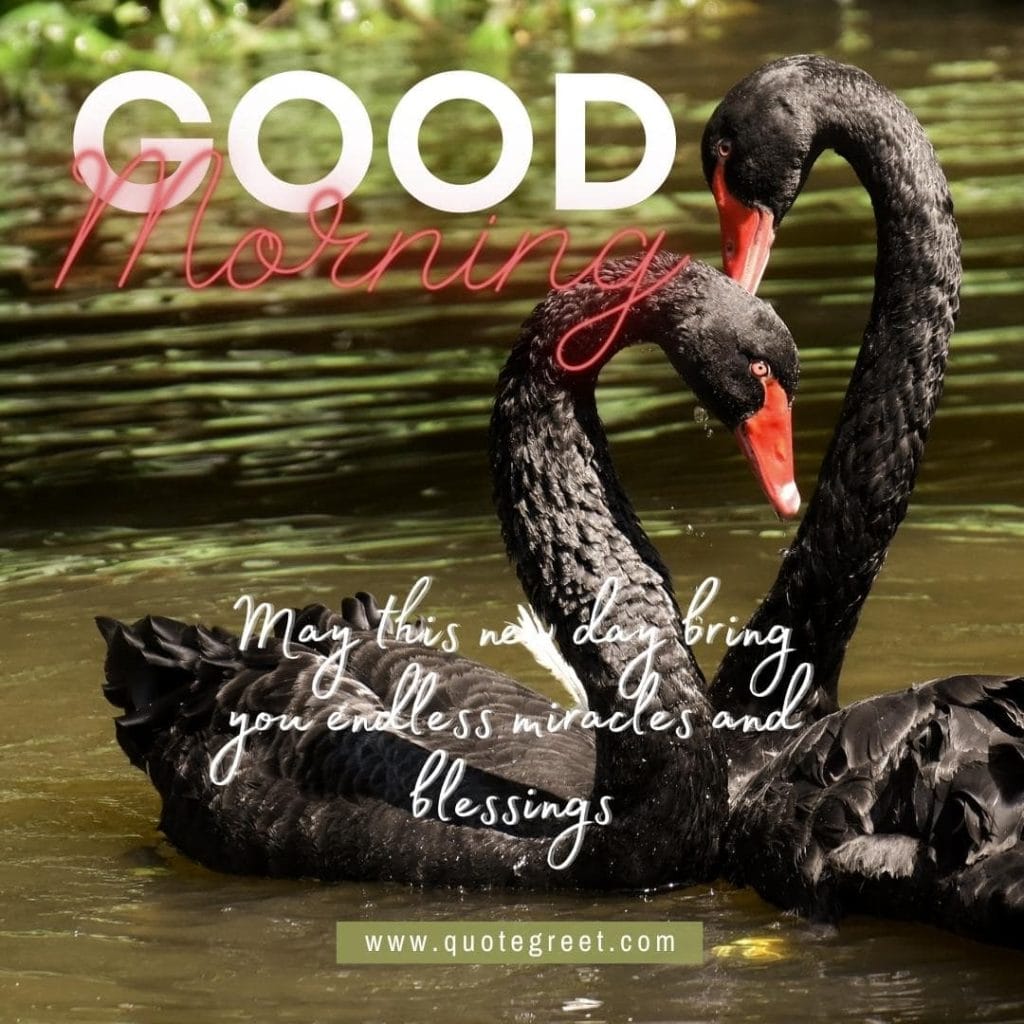 cute-good-morning-image-with-two-swans-black-swan-pic-gud-nature-water-love-romantic