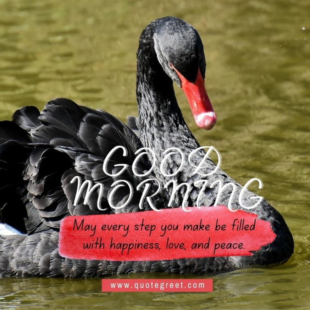 beautiful-good-morning-image-with-black-swan-pic-gud-nature-water