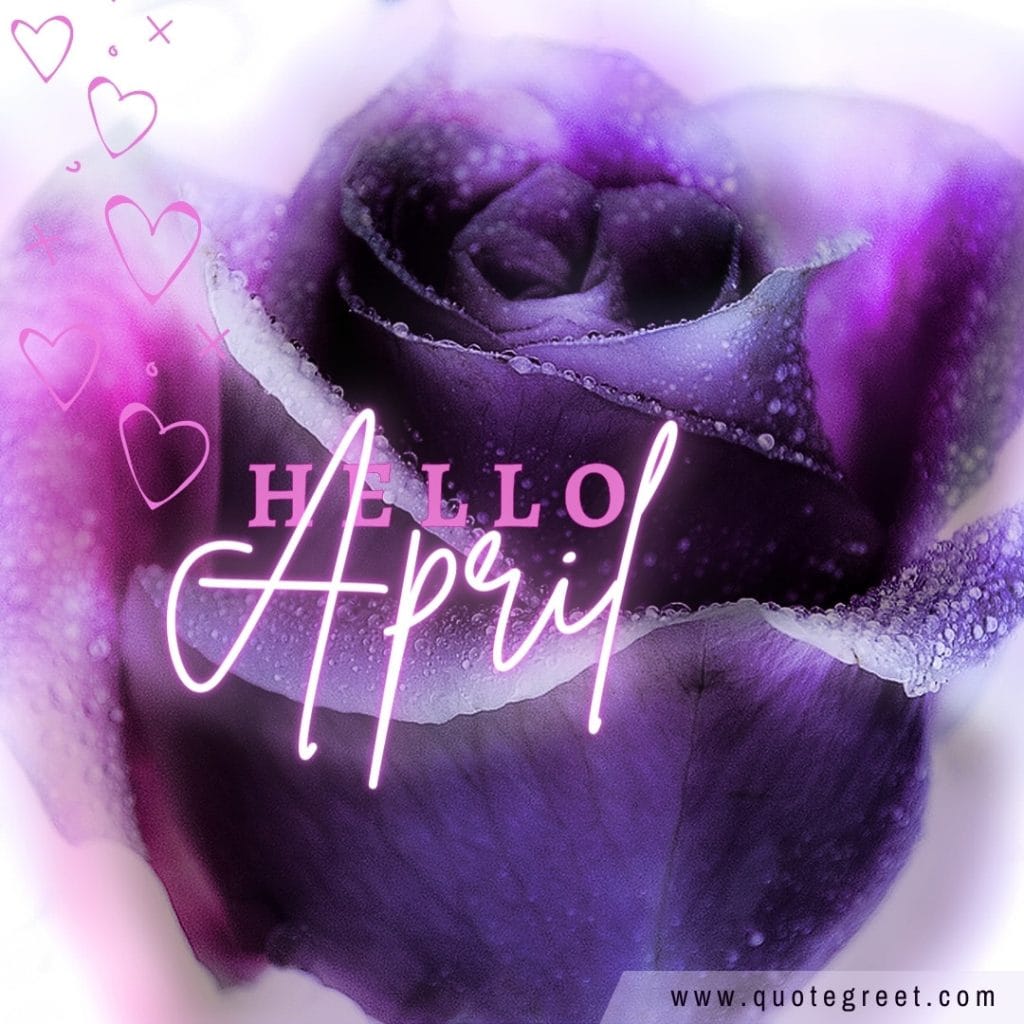 -purple-rose-with-rain-drops-hello-april-cute-amazing-image-picture-pic-photo