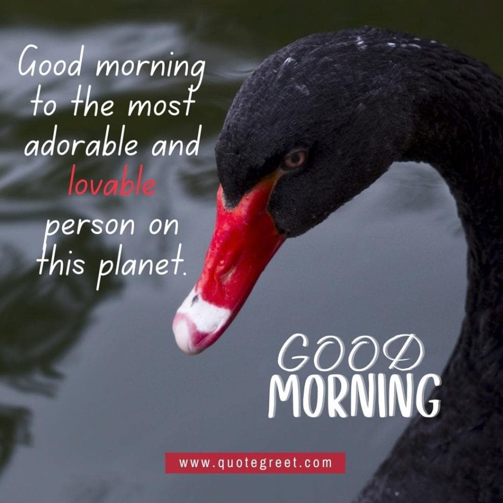 beautiful-good-morning-image-with-black-swan-pic-gud-nature-water