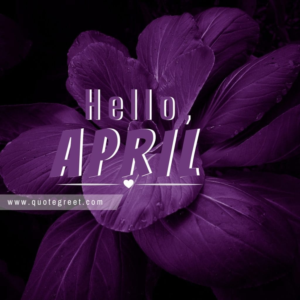 purple-hello-april-flower-black-cute-amazing-image-picture-pic-photo