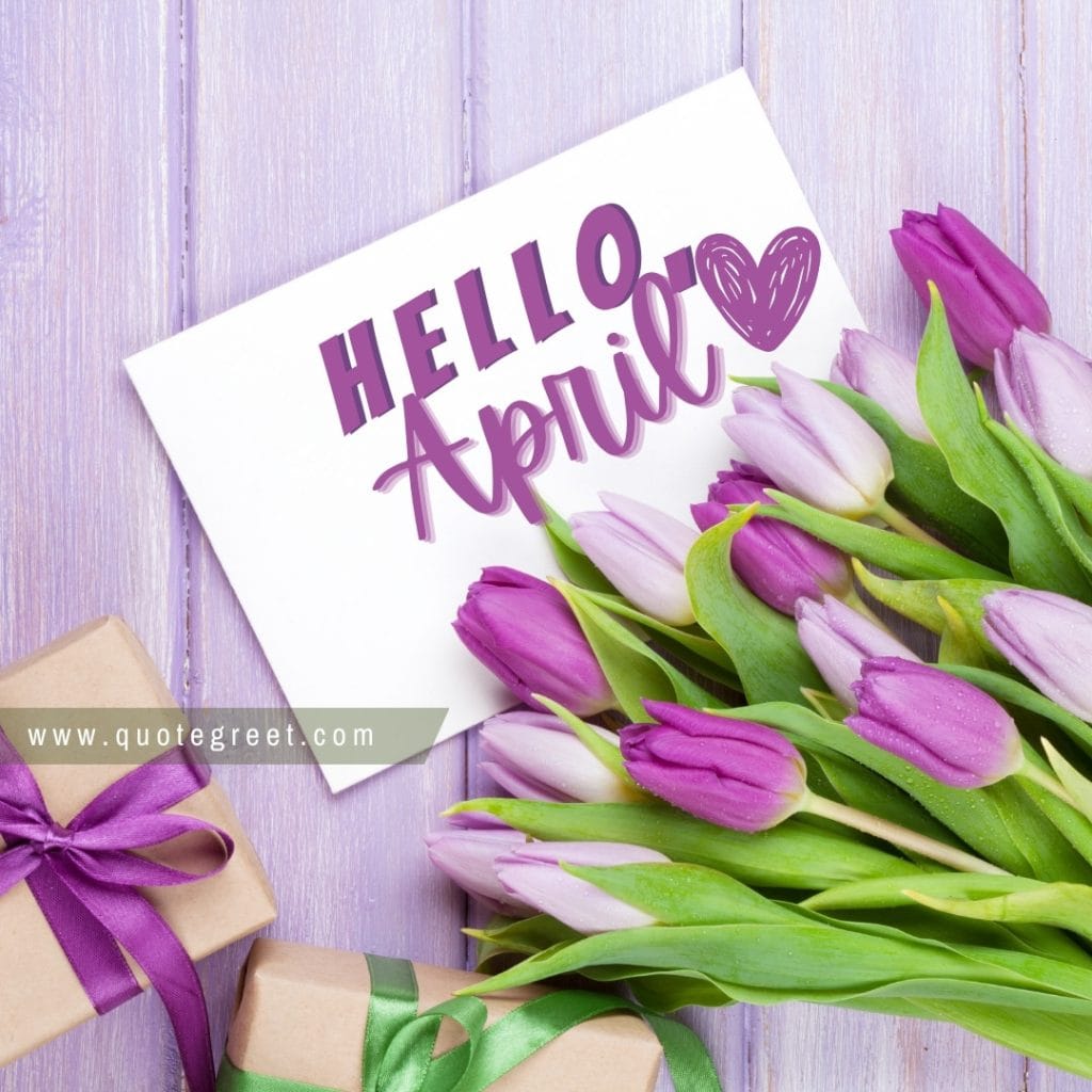 purple-tulips-hello-april-tulip-flowers-heart-cute-amazing-image-picture-pic-photo