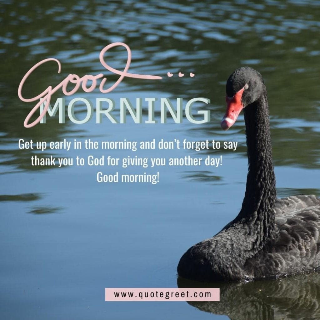 beautiful-good-morning-image-with-black-swan-pic-gud-nature-water