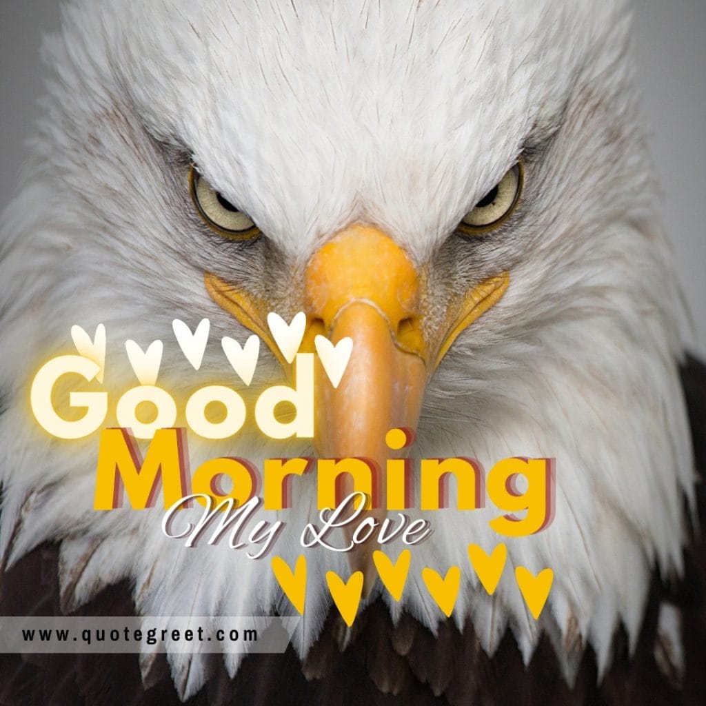 beautiful-good-morning-my-love-eagle-bird-image-pic-gud-picture-photo